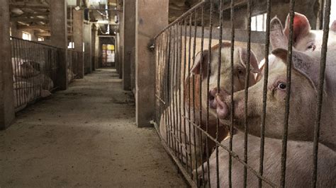 china hog inventory